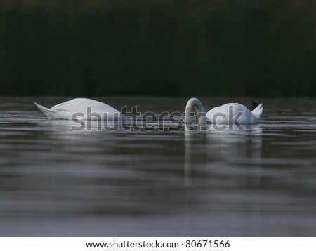 couple of swans feeding in a lake