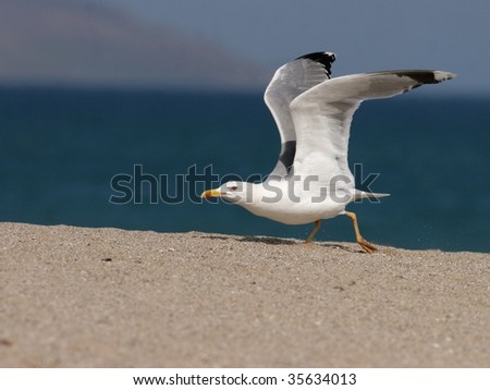 seagull  flying off  from a sand beach against blue sea
