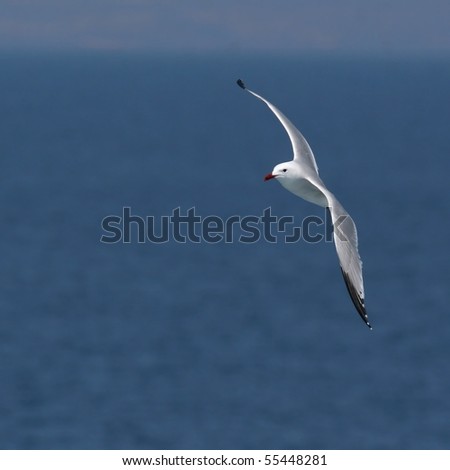 Audouin\'s gull in flight against both blue sea and sky