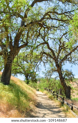 trail, trees and chaparral at Pinnacles National Monument