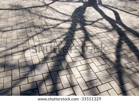 tree shadow on plaza bricks