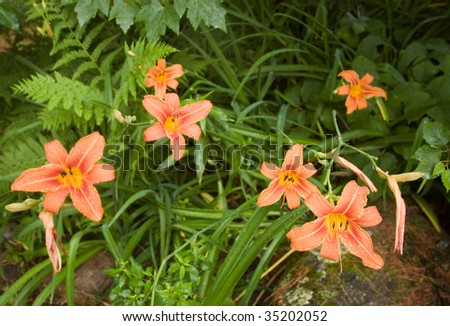 Orange Day Lilies