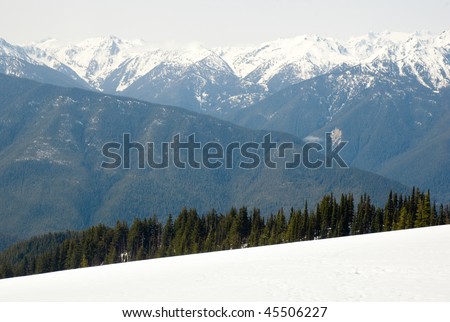 snow bank and pine trees with Hurricane Ridge