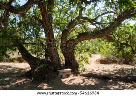 desert wash tree