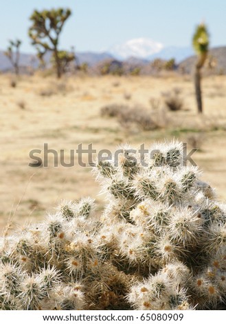 cactus, joshua trees and snow capped mountains