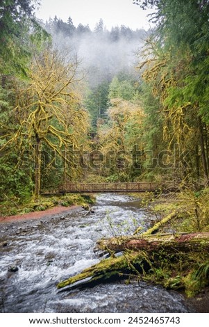 Similar – Foto Bild Waldweg auf der Olympic Peninsula, Washington, USA