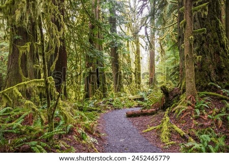 Similar – Foto Bild Waldweg auf der Olympic Peninsula, Washington, USA