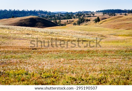 Colorful Meadow at Black Hills