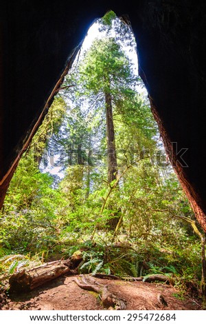 Tall Redwoods at Redwood National Park