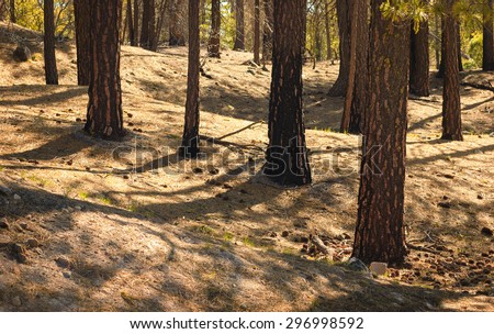 Trucks and Forest Texture at Lassen Volcanic National Park