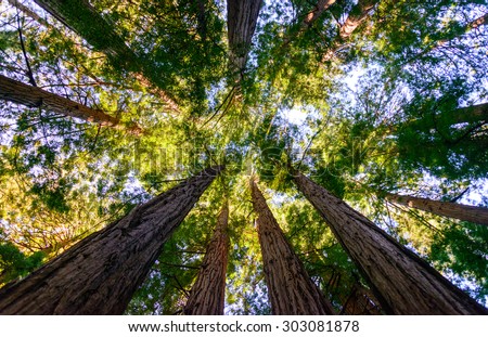 Muir Woods National Monument Stok fotoğraf © 