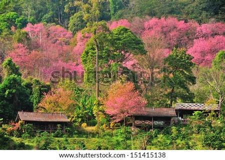Pink flower forest , look like Sakura flower , in ChiangMai,