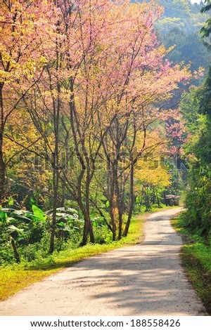 Cherry Blossom Pathway in  Doi Angkhang ChiangMai, Thailand