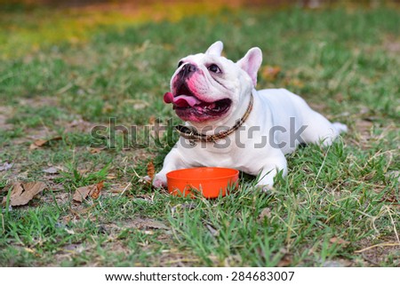 french bulldog on Grass