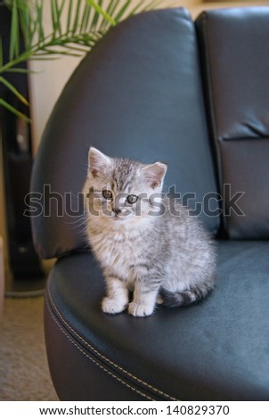 Little cat sitting on leather couch