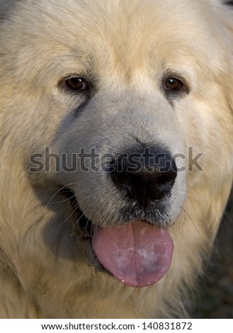 Portrait of a great Pyrenees dog
