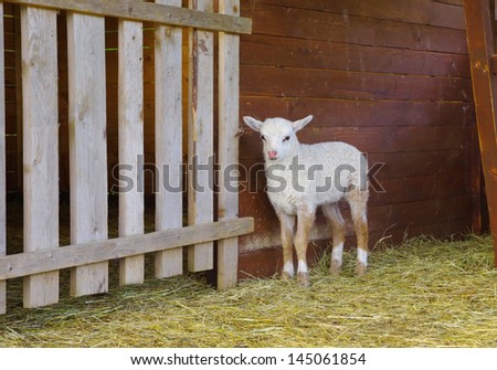 Little lamb in wooden shelter