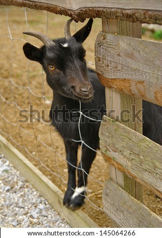Small black goat behind the fence