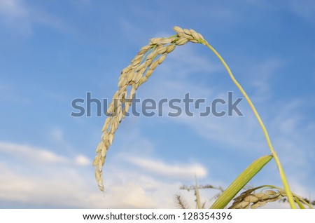 raw rice plant on the blur blue background