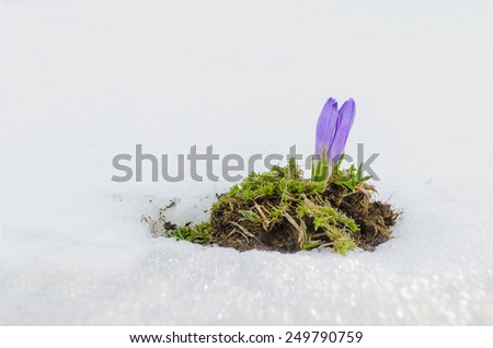 saffron crocus flower and melting snow
