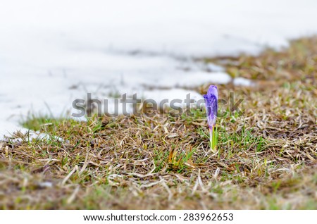 white blooms saffron crocus flower on snow