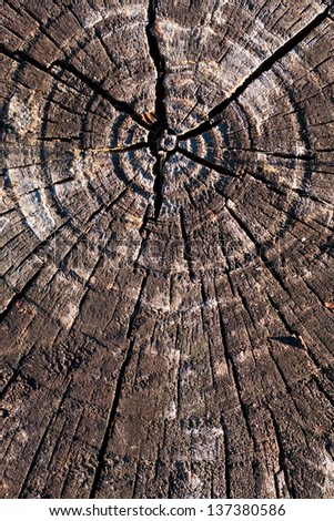 circle tree texture