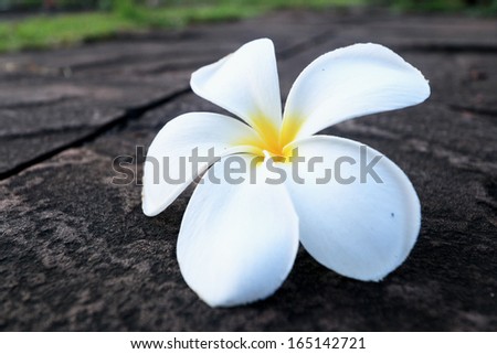 Frangipani flower - white flower on ground