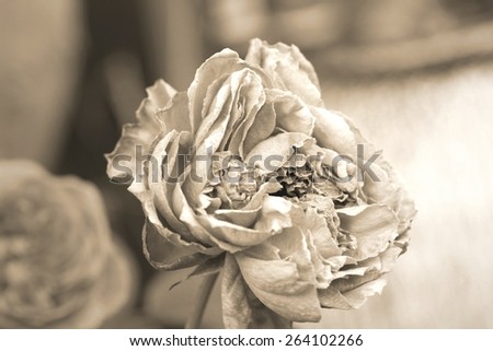 Vintage roses flower