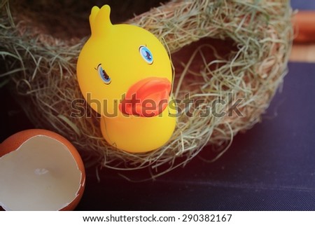 Yellow rubber chicken