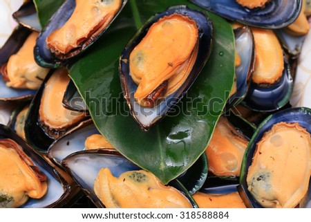 big green mussel