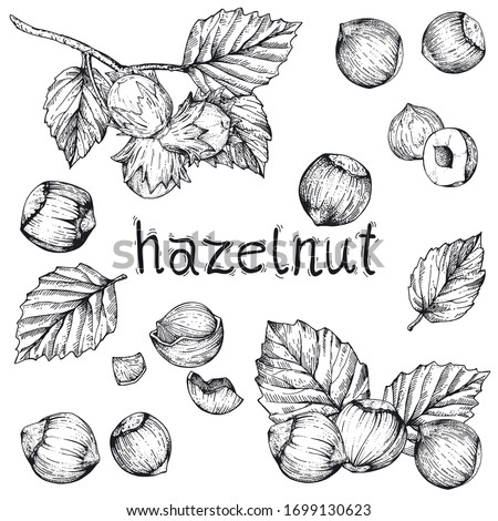 Vector collection of hand drawn nuts. Set sketches with hazelnuts. Peeled kernels and in the shell. Engraving style. Drawing with pen ink. For packaging design, advertising, menus, recipe magazines