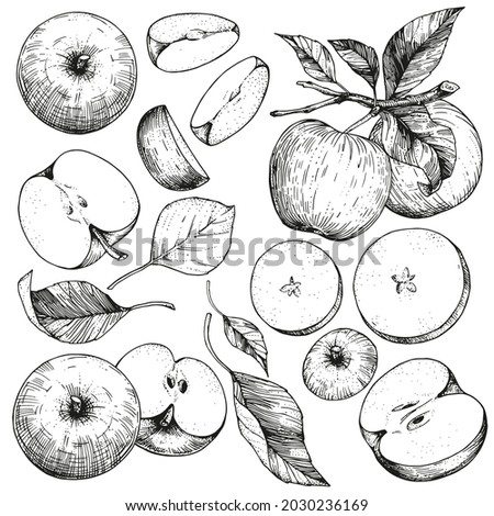 A set of hand-drawn sketches with apples and leaves. Vector illustrations with whole and cut fruits. Vintage style engraving. Collection of isolated objects on a white background Stockfoto © 