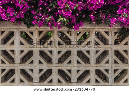 Ornament fence with bougainvillaea flowers