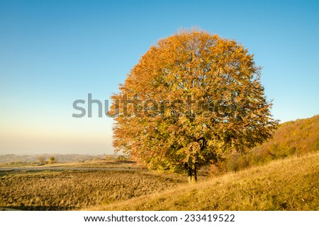 Autumn view of a beautiful round large old tree with a forest hills a road and a blue sky on the background with autumn orange yellow colors on a bright sunny season day