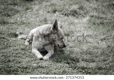 Puppy dog crying with a sad depressed painful expression in  suggesting pain melancholy and sorrow in the animal world with a desaturated filtered look