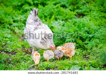 Hen with chicks pecking in the green grass on a sunny day with vibrant colors and a natural healthy home grown look