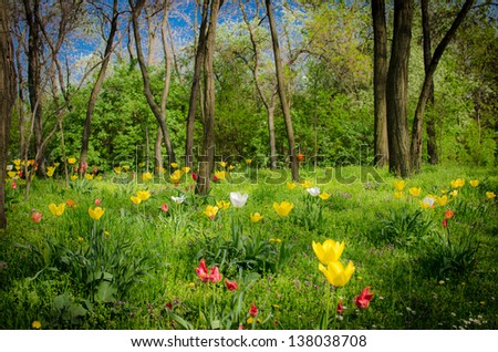 mystic forest with flowers