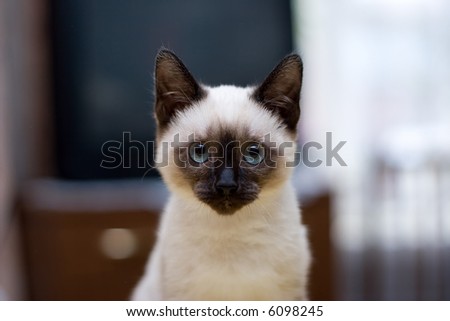 Kitten with blue eyes and a brown nose