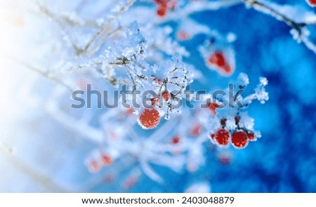 Foto Bild Winterbeeren ruhig