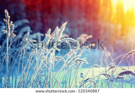 Similar – Foto Bild Schneeblumen-Kaltem Eis