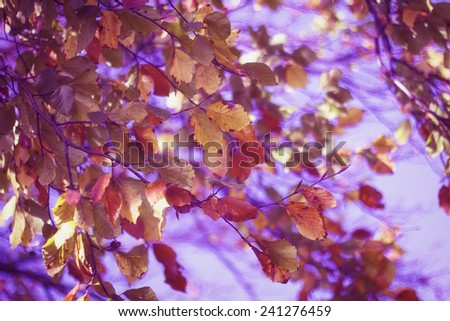 Autumn leaves,vibrant purple leaf