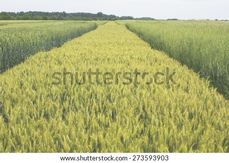 Grain wheat oats field