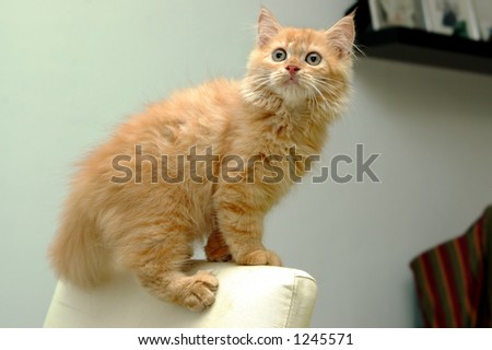 Playful cat sitting on chair