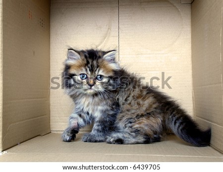 Kitten in the box