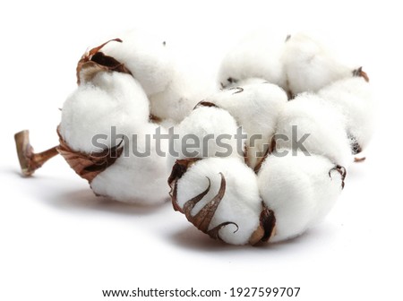 Three cotton flowers isolated on a white background. Cotton bolls. Studio shot.