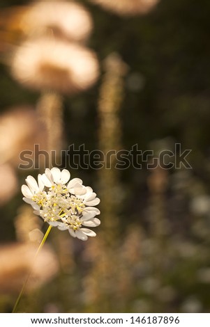 Wild white flower. Blurred background