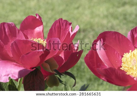 Two red peony flowers against blurry green grassy background -- sunlit outdoor environment