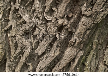 Old oak bark texture. Fragment of giant oak tree.