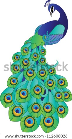 Vector Peacock - 112608026 : Shutterstock