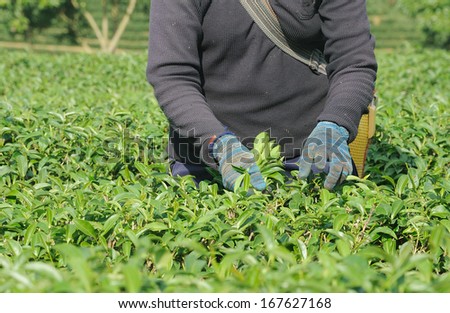 Woman hand picking tea leaves in a tea plantation